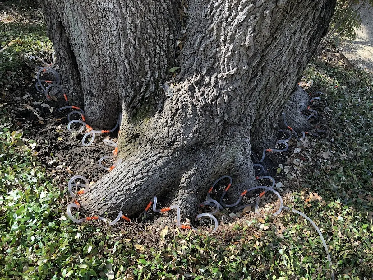 Detailed Tree Cabling and Bracing job site in Pocahontas